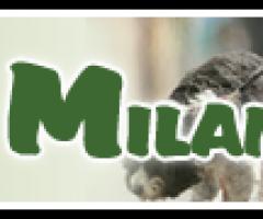 Dog Sitter Milano
