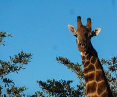 Monica Sauna Consulente Turistico - Viaggi in Sudafrica