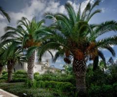 Viale di Palme del Baglio della Luna