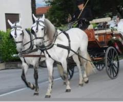 Nozze da favola - La carrozza per la favola delle nozze