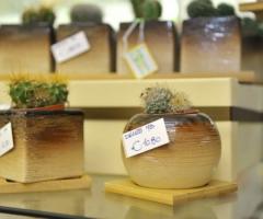 Piantine grasse per le bomboniere di matrimonio