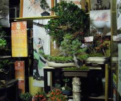 Atelier - Alberoantico Bonsai Roma