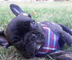 Fabrizio Maggio Dog Trainer - Amedeo