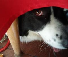 Fabrizio Maggio Dog Trainer - Sotto al tavolo