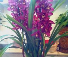 Indino Fiori - Bellissimo cymbidium