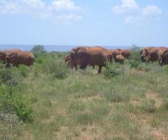 Pianetamondo Sanremo - Viaggi di nozze in Kenya