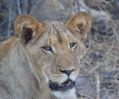 Orville Viaggi - Luna di miele in mezzo alla natura