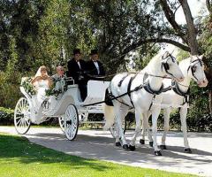 Autoservizi Rolls Service - La carrozza con i cavalli bianchi per il matrimonio