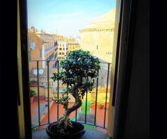 Panorama della grande bellezza - Alberoantico Bonsai Roma