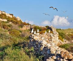 l'isola di Favignana