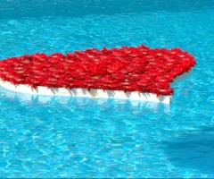 Gerbere rosse galleggianti