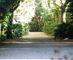 Ingresso alberato a Villa Orlando