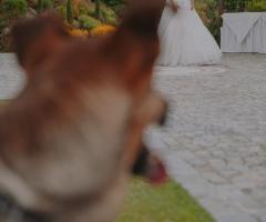 Canaglie da Matrimonio - Il matrimonio dal suo punto di vista