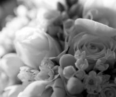 Fiori - Eventi Travolgenti