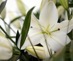 Splendidi gigli bianchi e polvere dorata