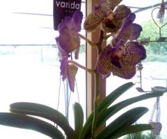Indino Fiori - Orchidea aerea  Vanda