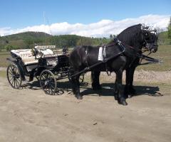 Azienda Marocco - Carrozza con cavalli frisoni