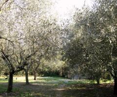 Agriturismo Cavendo Tutus - La distesa di ulivi