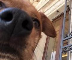 Primo piano di un ospite a 4 zampe, fuori del Campidoglio e in attesa della sua famiglia umana neo sposa! By Le Cat & Dog Sitter Roma