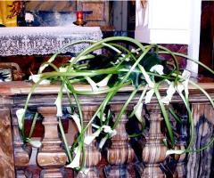 Addobbo floreale chiesa