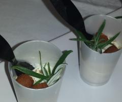 Finger food - Vizi e Delizie Catering
