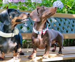 Vita da Branco - La banda bassotti