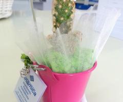 Secchiello colorato con piantina grassa e sassolini colorati