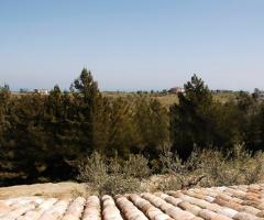 Il bosco circostante all'agriturismo