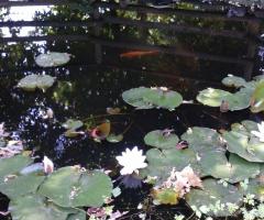 Ninfee, fiori nel laghetto