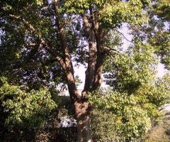 Agriturismo Cavendo Tutus - La Canfora