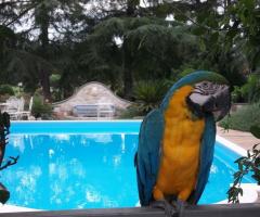 La mascotte della villa