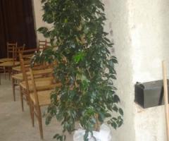 Fiori e piante per la cerimonia di matrimonio