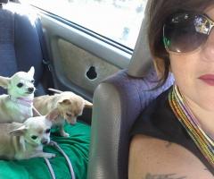 In viaggio verso il ricevimento nunziale con la loro Wedding Dog Sitter by Le Cat & Dog Sitter Roma