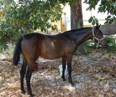 Animali da fattoria presso il parco dell'agriturismo Il Giardino del Sole
