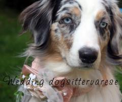 Grace - Wedding dogsittervarese