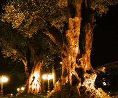 Morgana's Garden Ricevimenti