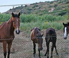 Il maneggio del Casale del Golfo