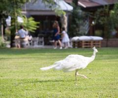 Grandi spazi nel verde per il matrimonio a Parco Gambrinus