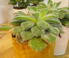 Vaso in ceramica e pianta grassa