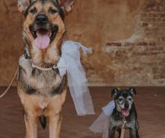 Canaglie da Matrimonio - Ci siamo anche noi