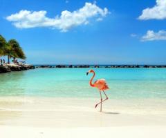 Roberto Di Francesco Consulente CartOrange - Aruba