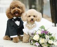 Liberty International - Dogs dressing