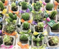 Piantine grasse - Angel Bomboniere