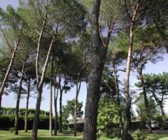 Pineta nel giardino della location di nozze