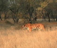 Safari per il viaggio di nozze