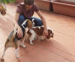 Fabrizio Maggio Dog Trainer - Fabrizio mentre intrattiene i cani