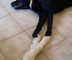 Fabrizio Maggio Dog Trainer - I cani si divertono durante il matrimonio