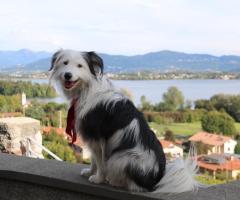 Vita da Branco - Nihal