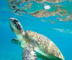 Pianetamondo Sanremo Agenzia Viaggi per la luna di miele