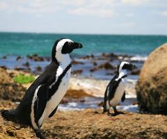 Silvia Mastrangelo - Viaggio di nozze in Sudafrica